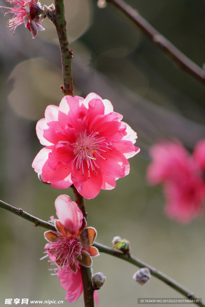 桃花