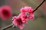 艳丽桃花