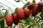 大枣
