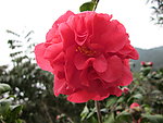 山茶花