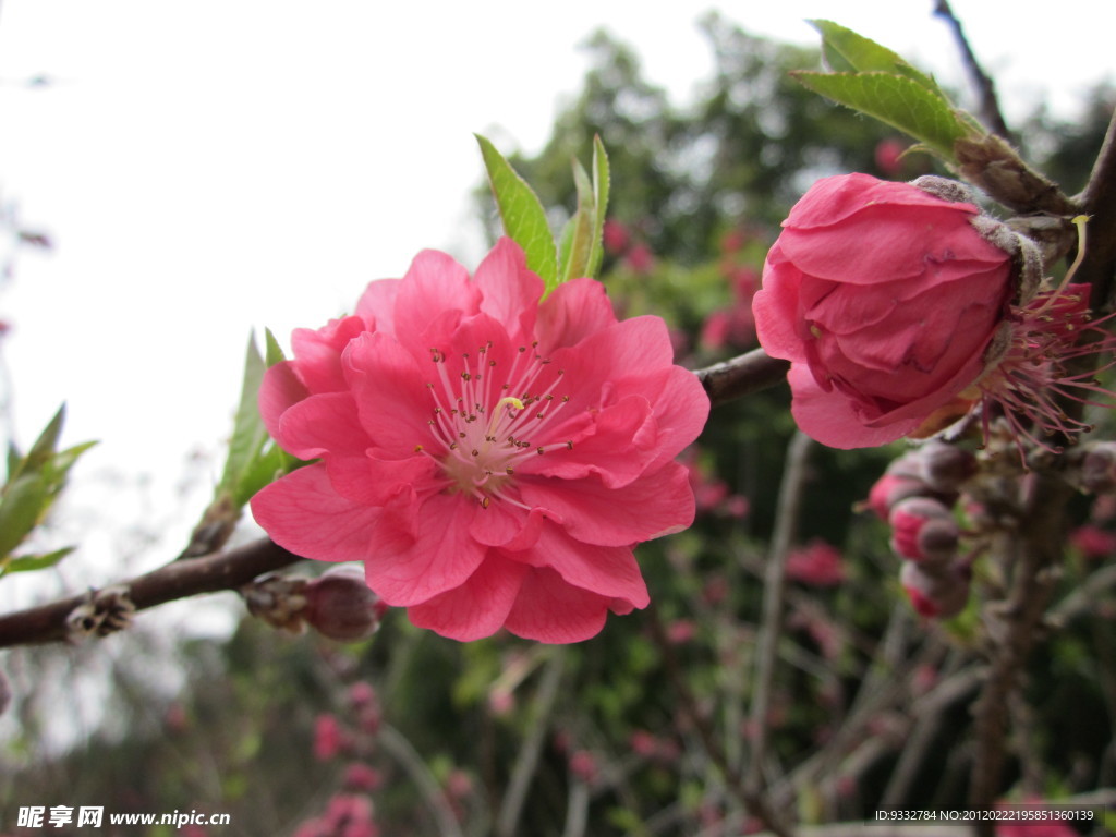 桃花