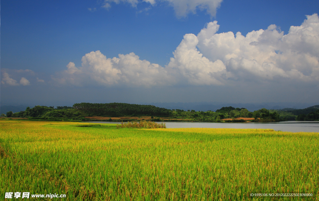 田间小景