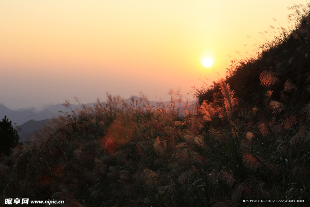 夕阳斜照山芦苇