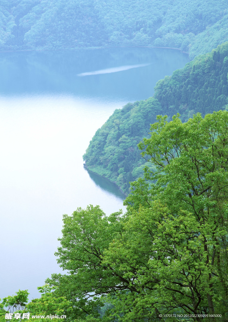 高山树林河水