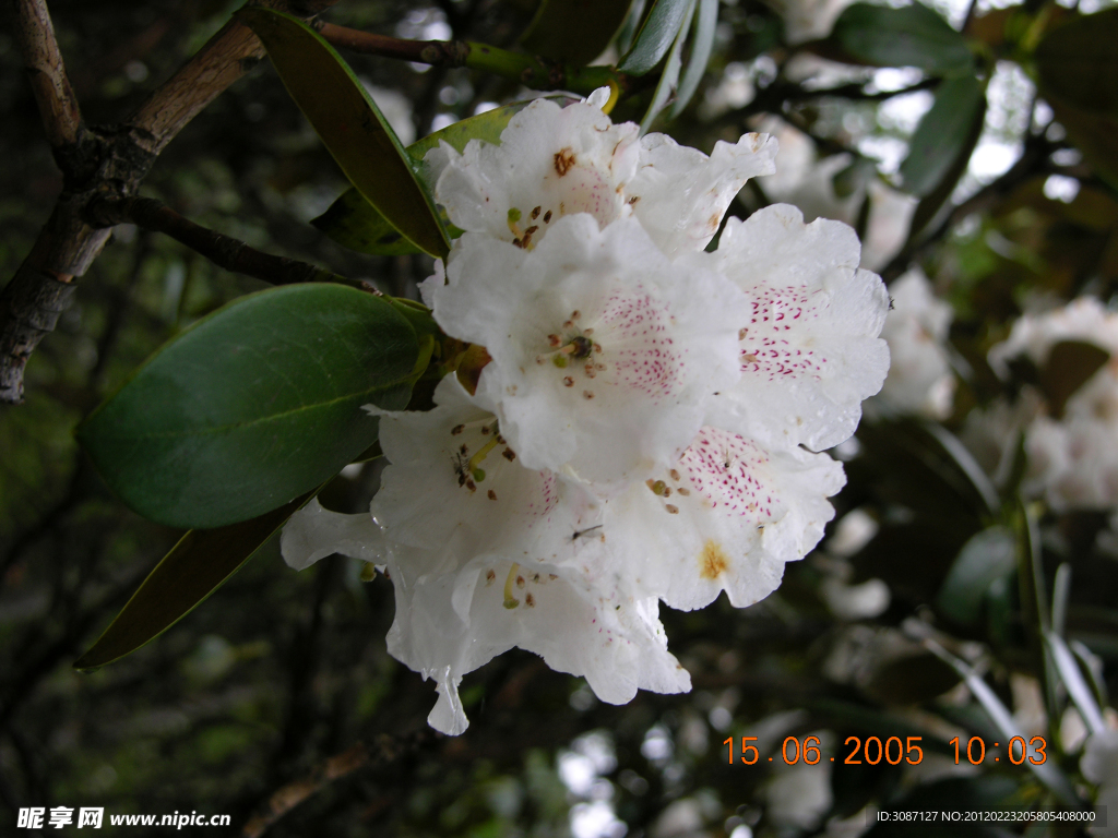 白花(非高清)