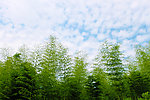 毛竹与天空(非高清)