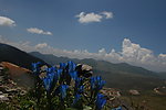山顶的蓝莲花