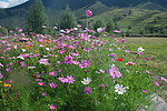 格桑花