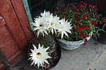仙人球花