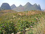 柿子园(非高清)