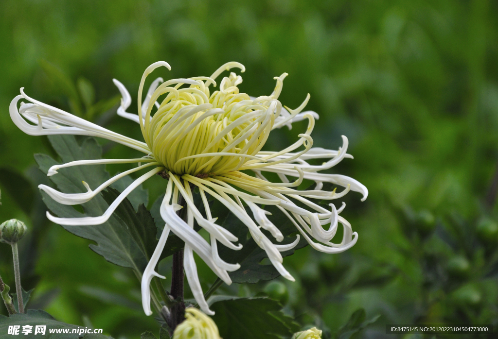 菊花