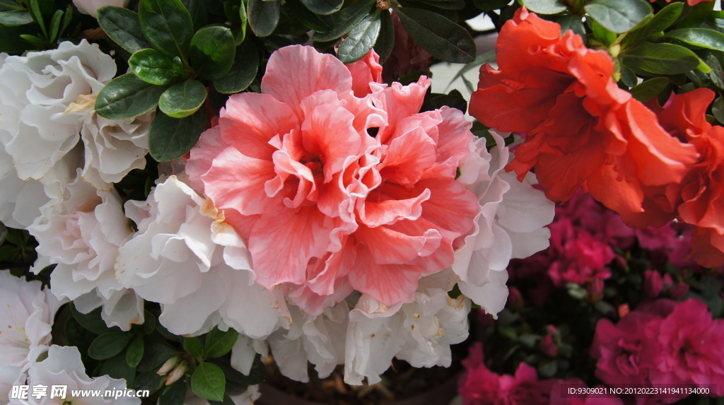 扶桑花