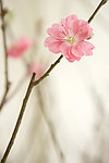 花卉