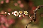 梅花