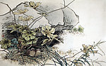 石荫鹌鹑