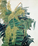 蕉荫