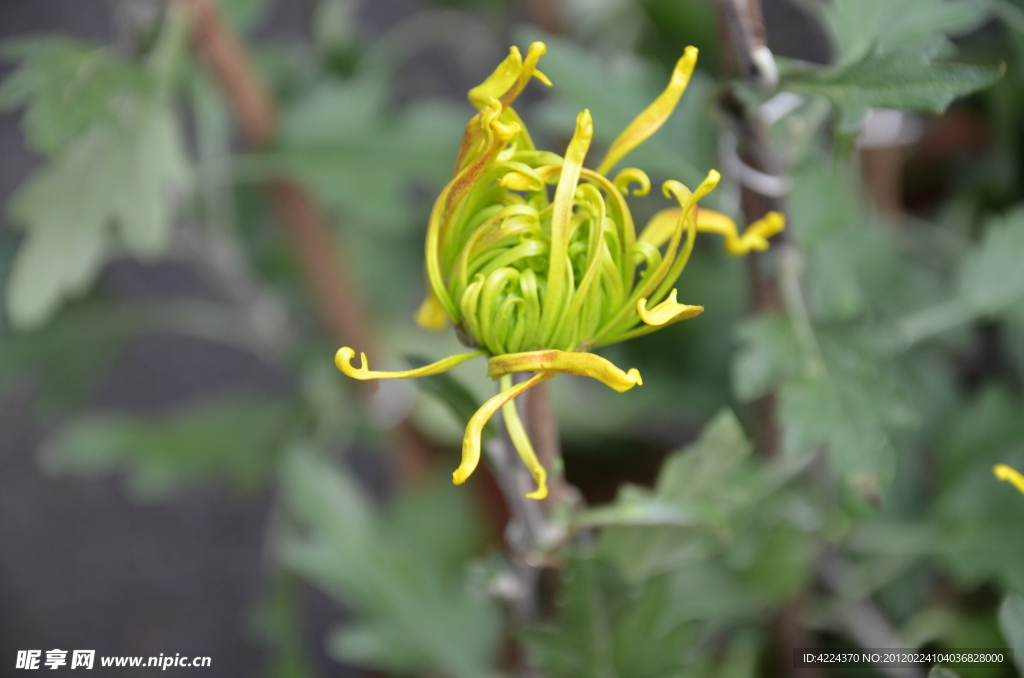 菊花