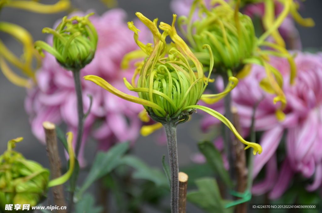 菊花