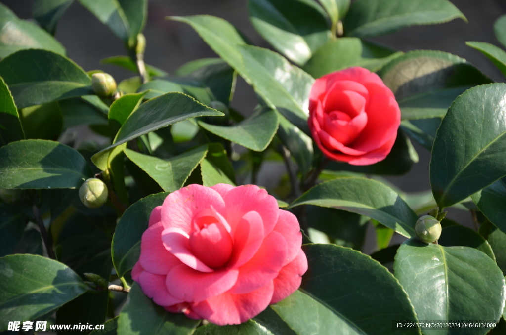 山茶花