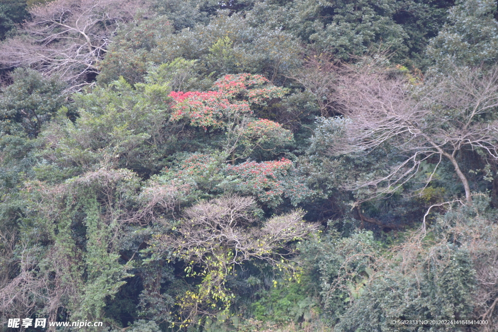 树丛