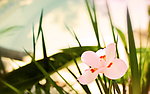 小粉花