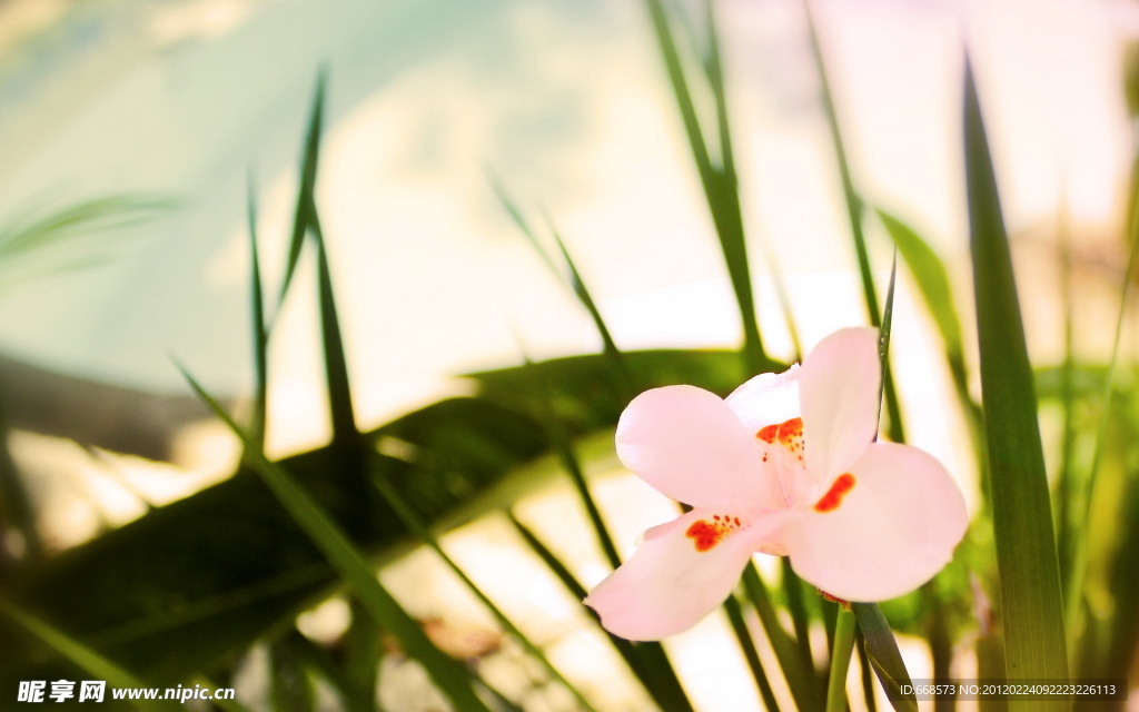 小粉花