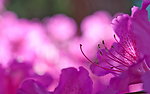 杜鹃花