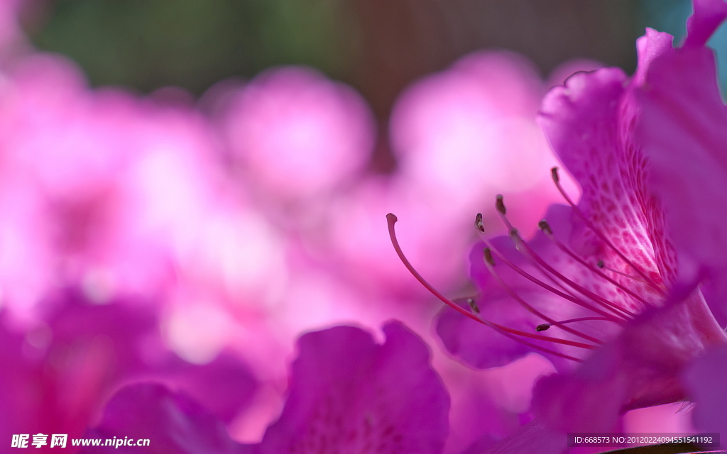 杜鹃花