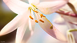 兰花