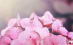 八仙花