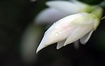 白花