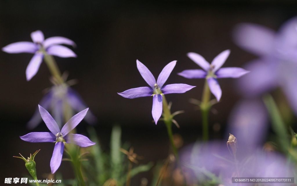 紫色花