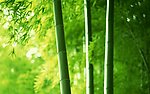 竹林
