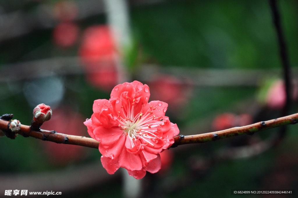 桃花图
