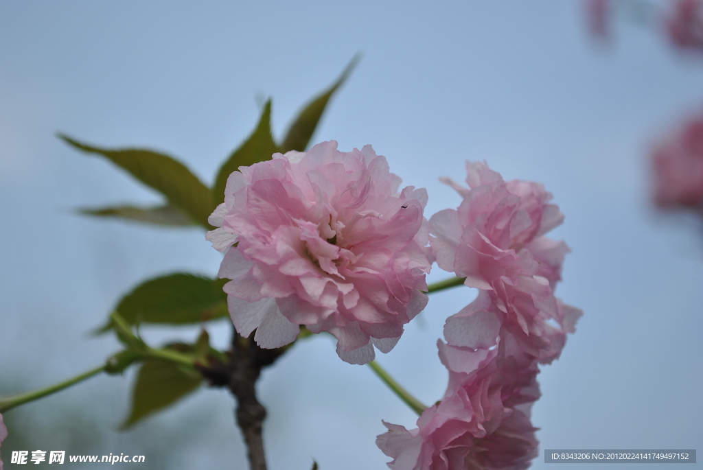 桃花