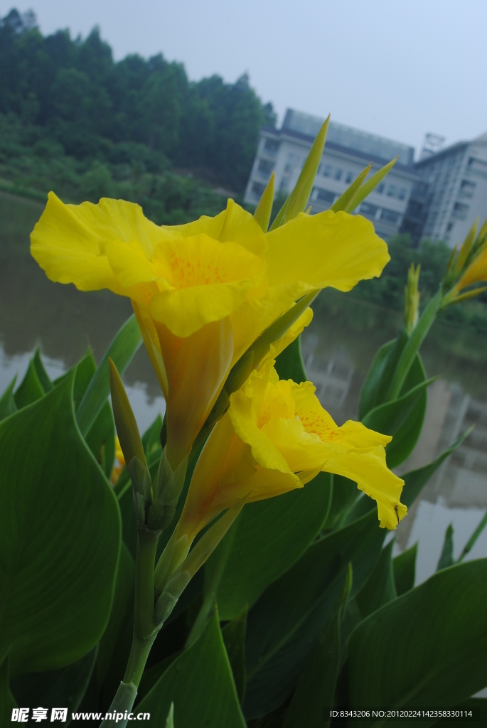 美人蕉