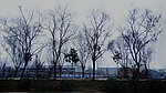 老树村