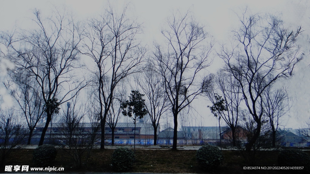 老树村