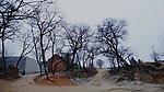 老树村