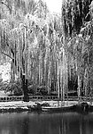 北京紫竹院雪景 树挂