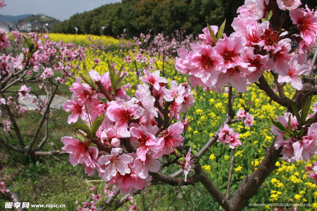 桃花