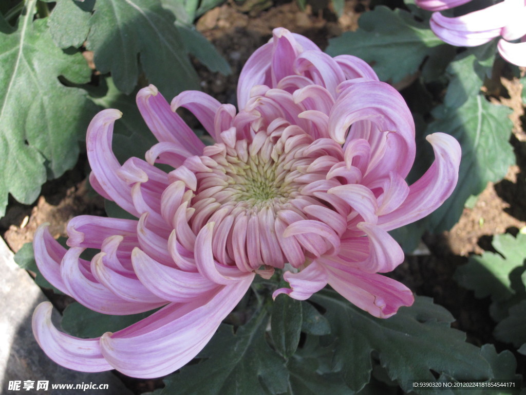 菊花