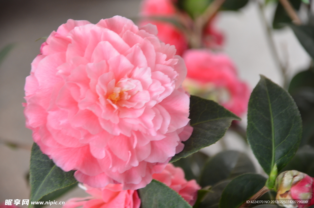 山茶花