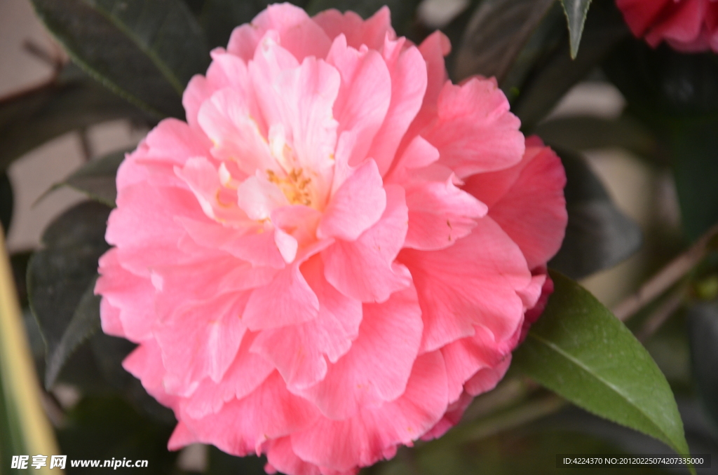 山茶花