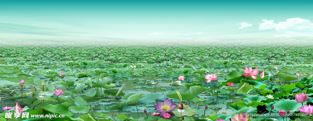 荷花图