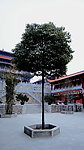 古刹里香樟树