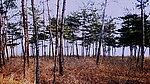 湖边 松树