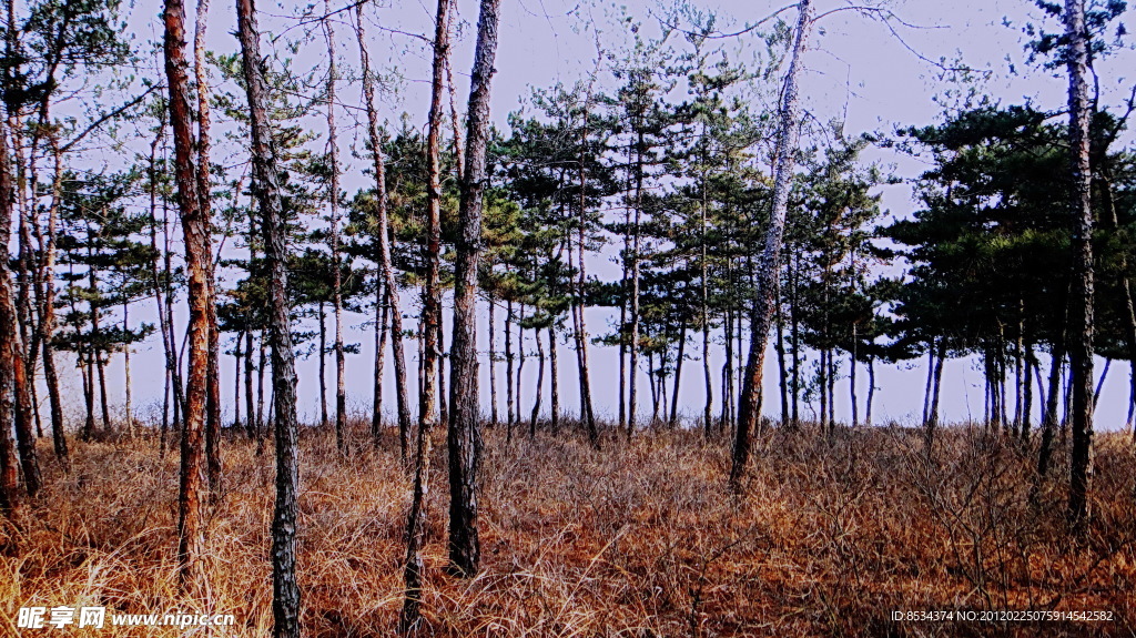 湖边 松树