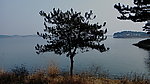 湖边 松树