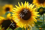 清新艳丽向日葵